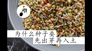 高效催芽法！两天出芽germinate seeds fast!(ENGLISH - SUB)