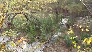 Shallow river in autumn - Обмелевшая река осенью - Relax nature video