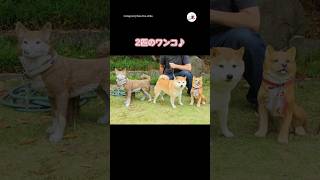 遊びたかったワンコ｜PECO #柴犬 #赤柴 #茶柴 #柴犬のいる暮らし #shibainu #shiba  #shiba_inu