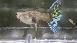 Fry Stuck at Mama's Vent| Guppy Giving #Birth