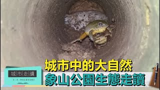 城市走讀｜城市中的樹蛙保育區 象山公園親子走讀