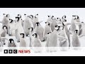 Thousands of emperor penguins killed in the Antarctic   BBC News