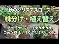 【クリスマスローズ秋のお手入れ】【株分けと植え替え】秋は植え替えの適期です