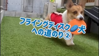 コーギー仔太郎🐶フライングディスク練習②🥏(フリスビー)funny corgi