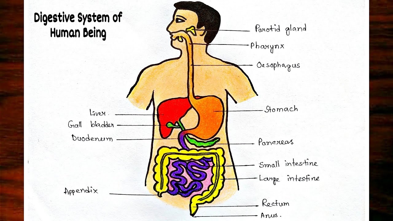 Draw The Digestive System