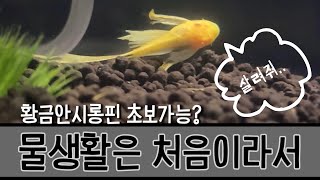 물생활 초보의 황금안시롱핀 봉달