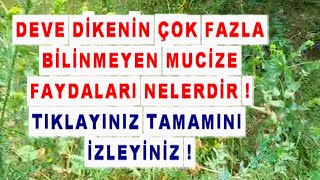 DEVE DİKENİN HİÇ BİLİNMEYEN FAYDALARI NELERDİR !