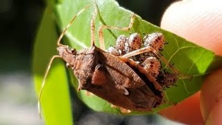 Brown Soldier Bug Guarding Her Babies