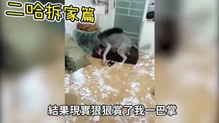 拆家哈士奇！爆趣可愛的狗狗合集！ Funny husky compilation