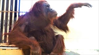 冬の茶臼山動物園は悲しいよ　/　茶臼山動物園　オランウータン・チンパンジー　202102