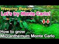 How to plant and grow Micranthemum Monte Carlo in your planted aquarium,Let`s try carpeting plants!