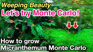 How to plant and grow Micranthemum Monte Carlo in your planted aquarium,Let`s try carpeting plants!