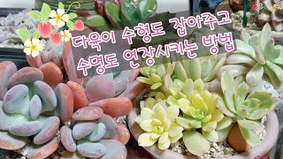 다육이 수형잡는 여러가지방법 💥수명짧은 다육이 연장하는방법⭐초보님이 키우기 쉬운 다육이🌿🤗