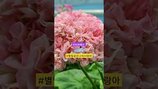 비비피예트 #베란다가드닝 #좁은베란다 #제라늄키우기#임영웅#별빛같은나의사랑아