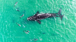 Southern Right whales with calves