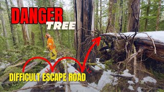 Timber Cutter Opening Up New Ground | Thought Process to Minimize Breakage