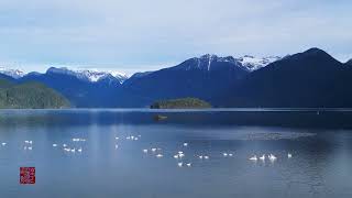 The elegant swans bring warmth and romance to Pitt Lake in winter || 4K Video