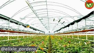 Amazing gerbera farming Gerbera cultivation in polyhouse Gerbera flowers