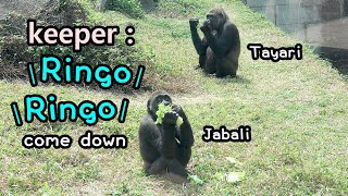 Keeper calling Gorilla Ringo out loud to come down to have lettuce保育員大叫金剛猩猩Ringo下來吃菜菜,Jabali,Iriki