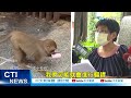 【每日必看】 獼猴爬背怎應對 專家 不驅趕.護背包.獼猴自然離開 20230627 @中天新聞ctinews