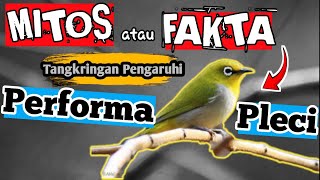 Rekomendasi ‼️Tangkringan Pleci || Cara Tepat Memilih Tangkringan Pleci ‼️Tangkringan Para Master