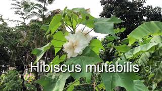 Hibiscus mutabilis Flower