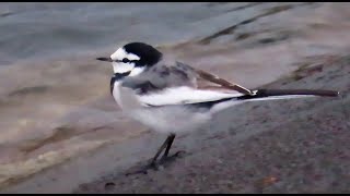 ハクセキレイ調布地区 2024 10 06 #セキレイ #野鳥 #birds #wildlife #nature #自然観察ぶらり散歩