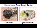 mushroom identification terminology