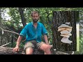 Edible Wild Mushroom Identification Pictures and Videos `