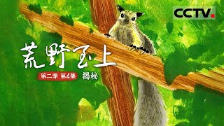 《荒野至上》第二季 第4集 生存技能全点满的鼯鼠！自备翼装 能在林间滑翔 掘洞 爬树【CCTV纪录】