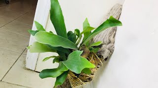 STAGHORN FERN/EPIPHYTE/ ORCHID MOUNTING TUTORIAL!