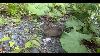 野ウサギの子供：Japanese hare baby