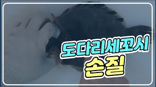 도다리 세꼬시 손질~~~