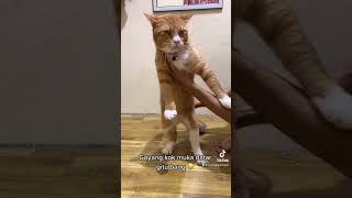 Virallllllll kucing goyang saya masih ting-ting #viral