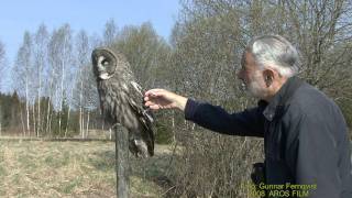 LAPPUGGLA  Great Grey Owl  (Strix nebulosa)    Klipp - 380