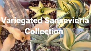 Variegated Sansevieria|Different Types of Snake Plants|Anna Charitoo