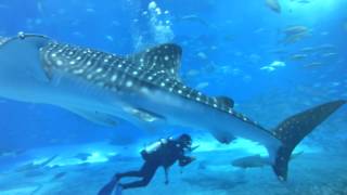 沖縄 美ら海水族館 黒潮の海 大水槽 ジンベイザメ (Okinawa Churaumi Aquarium)