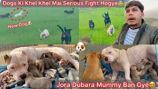 Jora Rani Firse Mummy Ban Gye😍Newborn Cute Baby🐶|| New Dog Ko Dab Liya Sb Dogs N Mil Kr😨🐕