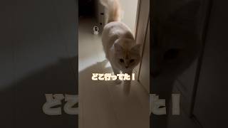 お出迎えのルーティンがかわいい😍 #cat #サイベリアン #ねこ #cuteanimals