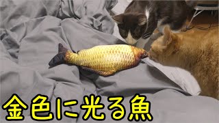 猫たちに新しいおもちゃ、ダンシングフィッシュ！興味津々！！なお10分後は…