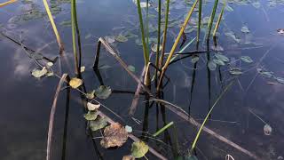 Schöner Herbst