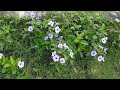 ruellia tuberosa flower পটপটি ফুল .