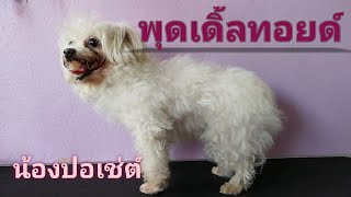 ตัดขนพุดเดิ้ลทอยด์ ทรงแกะสั้น