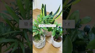 🍀観葉植物の植えかえ　何月まで大丈夫？🍀【☘Life with Houseplant】11-8#shorts