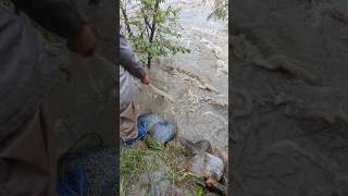 Struggles of fishing in floodwaters – net got stuck! 🌊🎣 #FloodFishing #CastNet #shorts