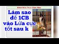 Kiến Thức để ae cho Chào mào vào Lửa cực tốt đi đấu giàn theo NTL