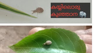 കയ്യിലൊരു കുഴിയാന 🐘 | @edupartslearn |