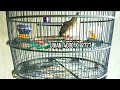 SUARA PERKUTUT BANGKOK CALON PROSPEK PRODUK JIHAN BIRD FARM