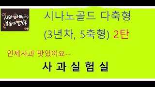 시나노골드 다축형(3년차, 5축형) 2탄