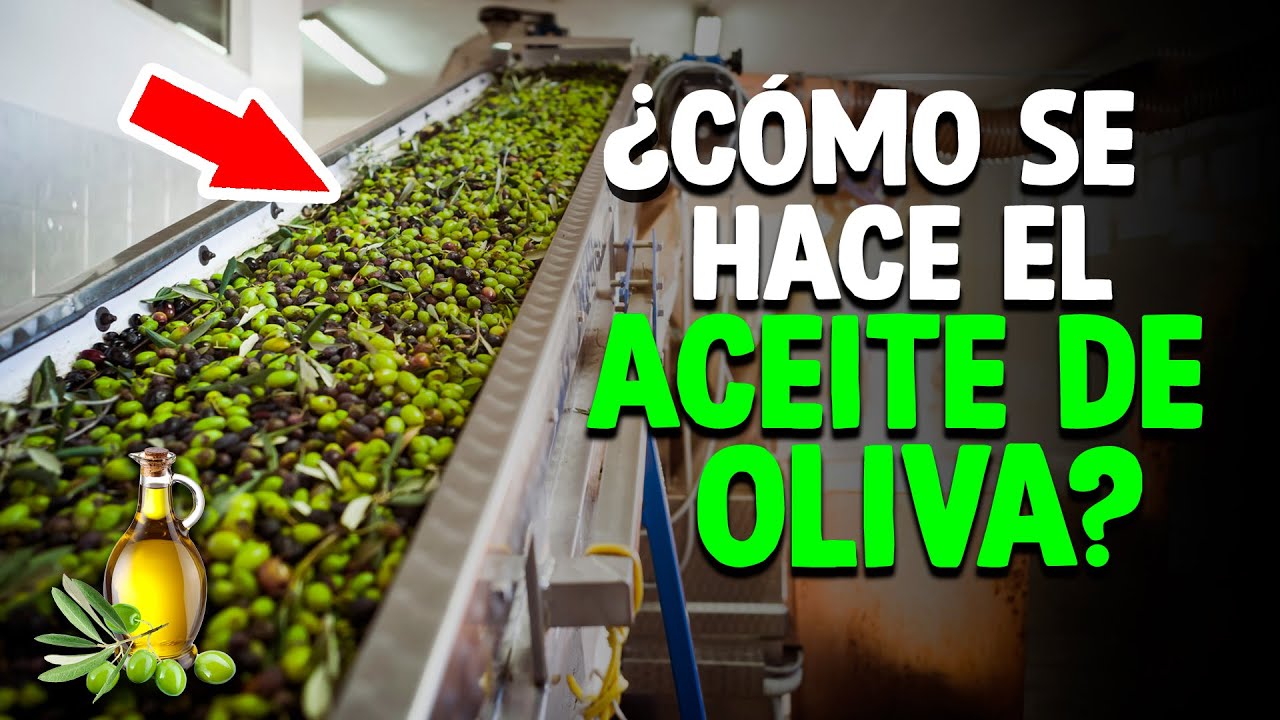 Cómo Se Hace El Aceite De Oliva? (Proceso En Fábrica) - YouTube